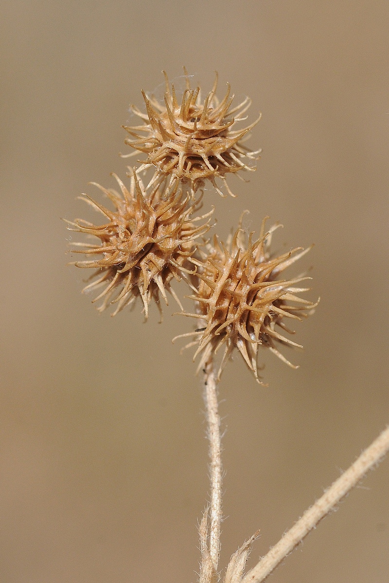 Image of Medicago minima specimen.