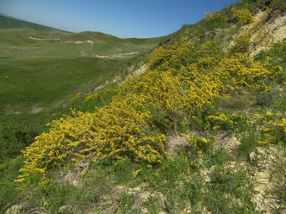 Изображение особи Chamaecytisus ruthenicus.