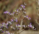 Limonium coriarium