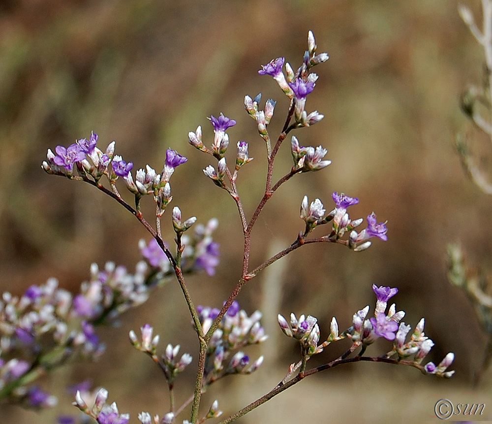 Изображение особи Limonium coriarium.