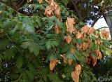 Koelreuteria paniculata