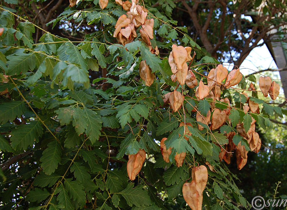 Изображение особи Koelreuteria paniculata.