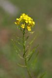 Sisymbrium loeselii