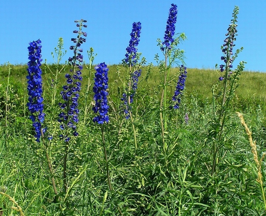 Image of Delphinium dictyocarpum specimen.