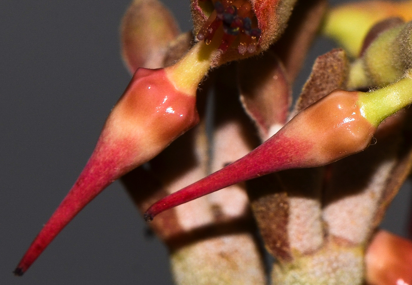 Image of Euphorbia lomelii specimen.