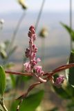 Cuscuta lehmanniana