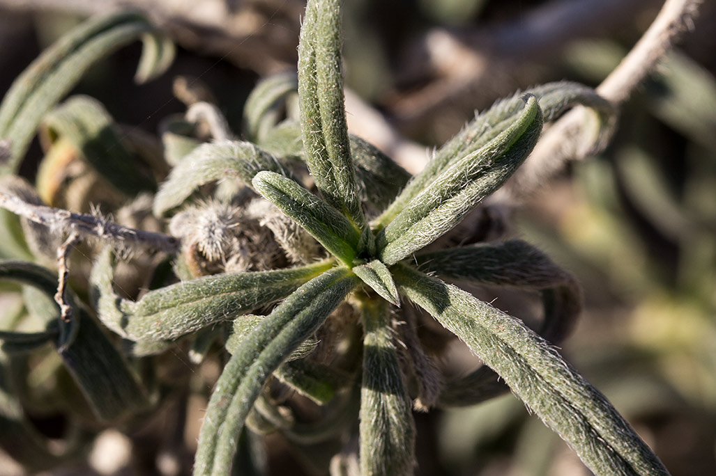 Изображение особи Echium angustifolium.