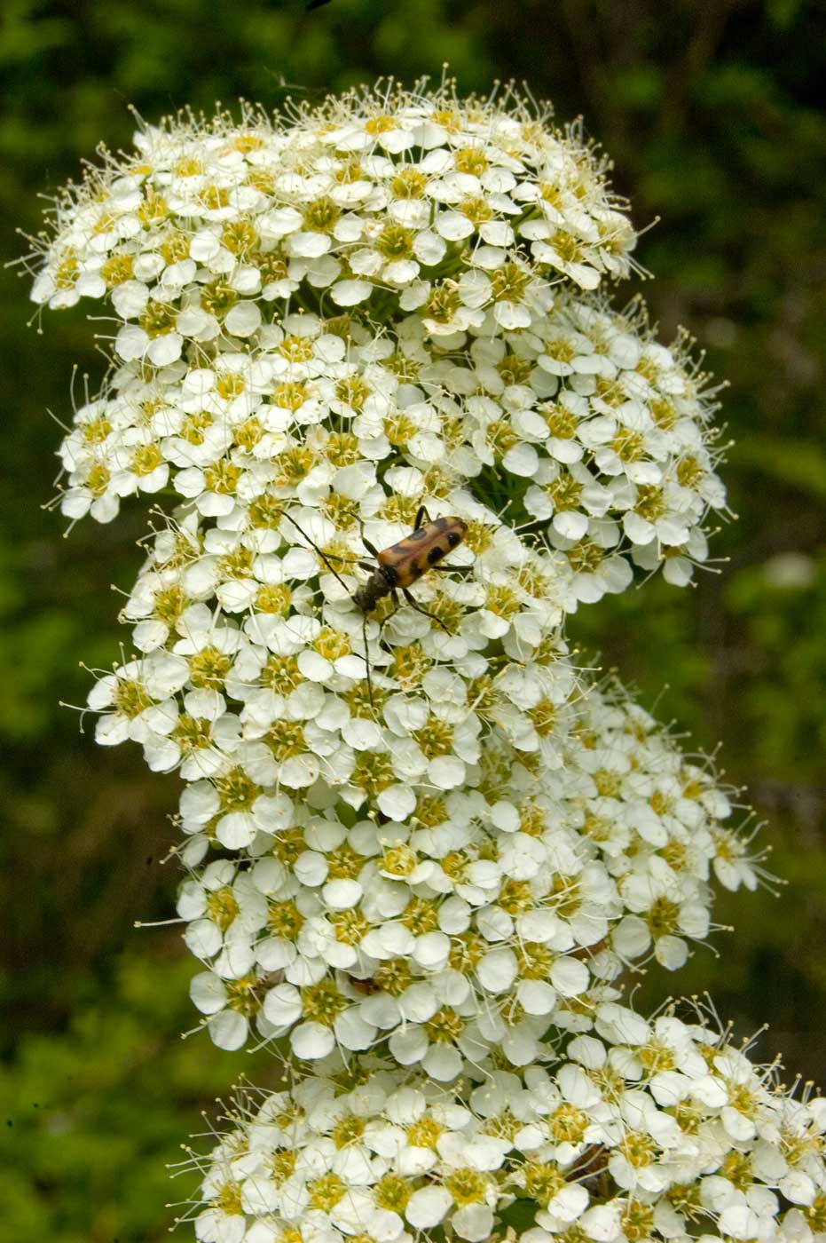 Image of genus Spiraea specimen.