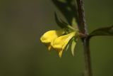 Image of taxon representative. Author is Евгений Давкаев