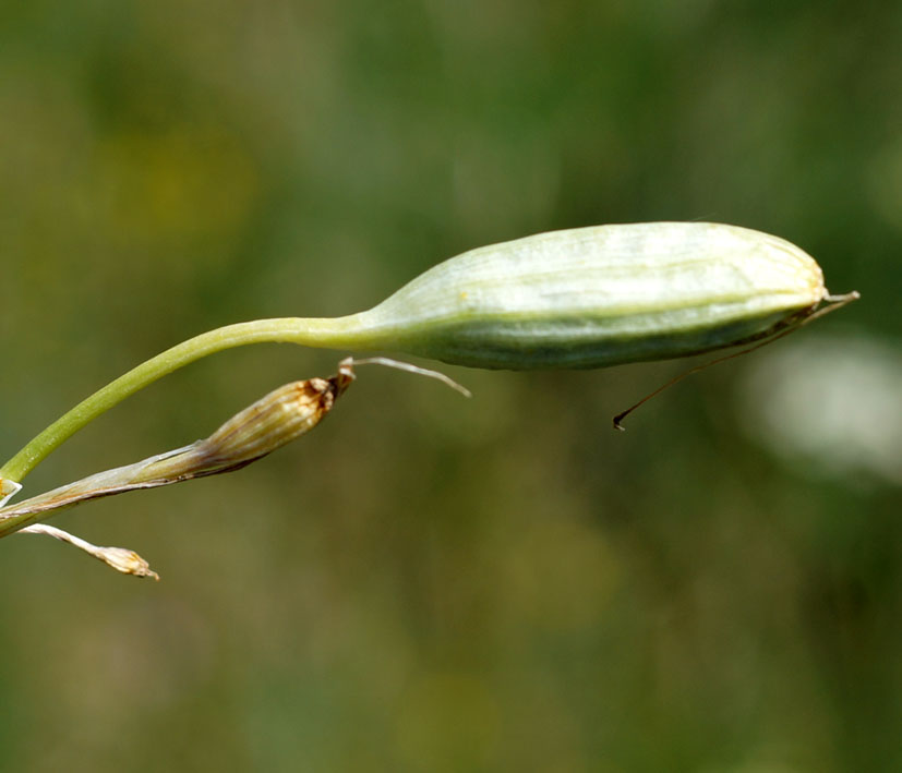 Image of Ixiolirion tataricum specimen.