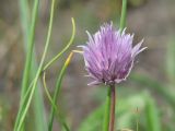 Allium schoenoprasum. Соцветие. Иркутская обл., Иркутский р-н, левый берег р. Ангара, луг. 03.07.2014.