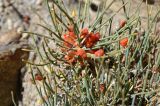 род Ephedra