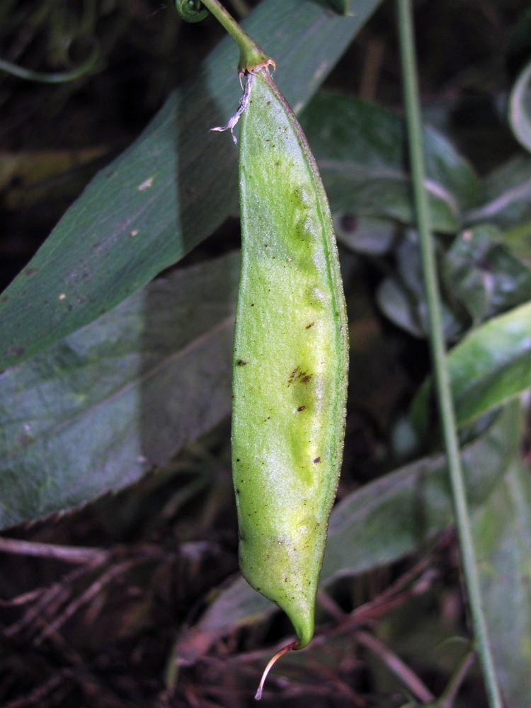 Изображение особи Lathyrus sylvestris.