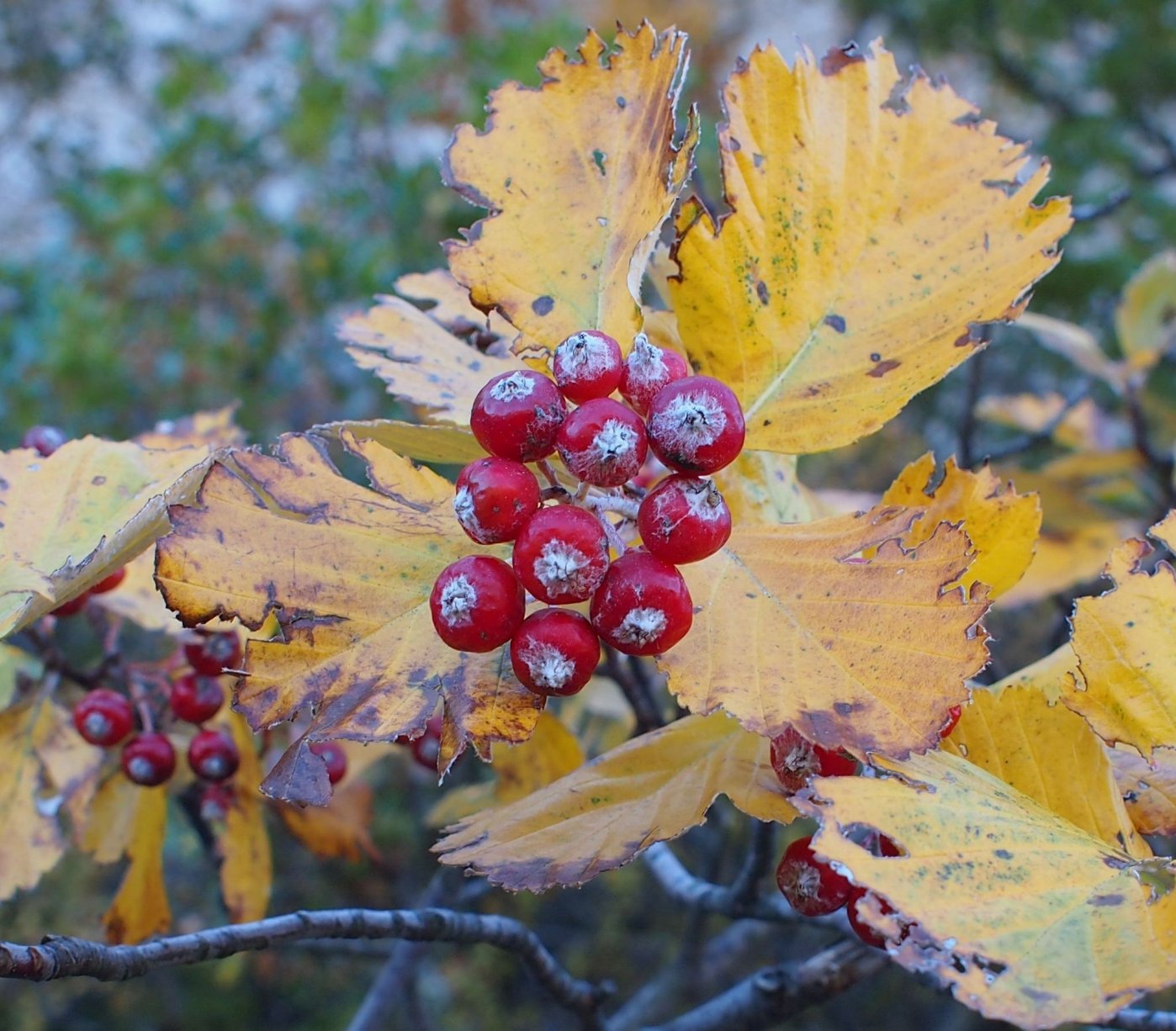 Изображение особи Sorbus tauricola.