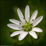 Myosoton aquaticum. Цветок. Республика Татарстан, Волжско-Камский заповедник. Июнь 2007 г.