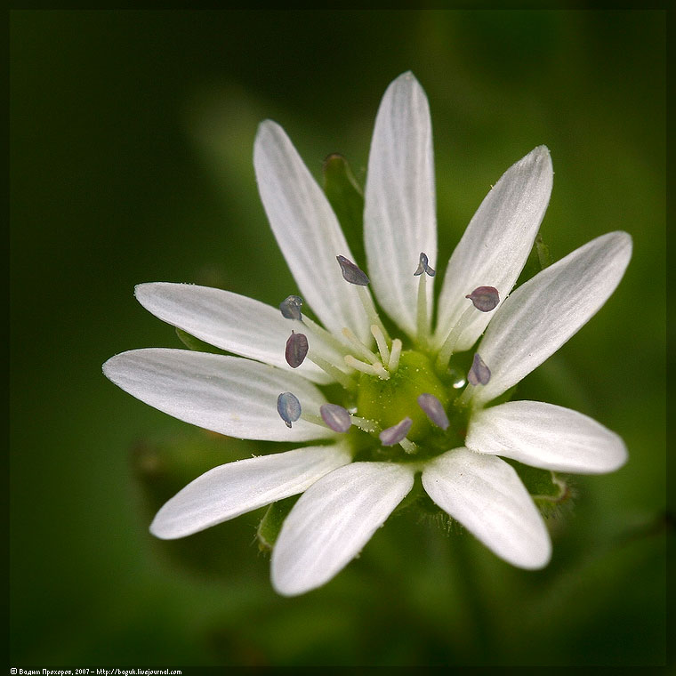 Изображение особи Myosoton aquaticum.