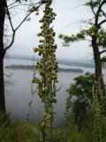 Artemisia armeniaca