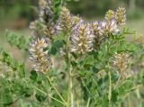 Glycyrrhiza grandiflora