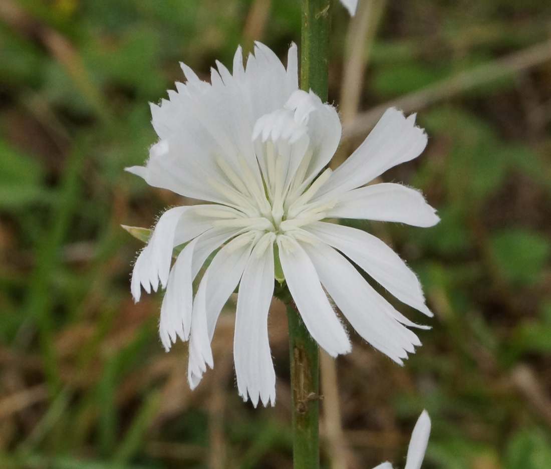 Image of Cichorium intybus specimen.