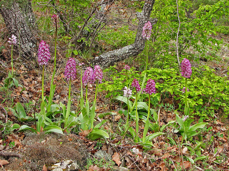 Изображение особи Orchis &times; angusticruris.