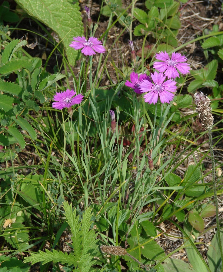 Image of Dianthus versicolor specimen.
