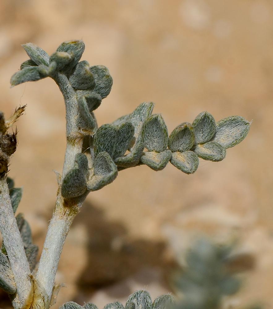 Изображение особи Astragalus amalecitanus.