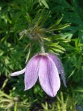 Pulsatilla ajanensis. Верхушка побега с цветком. Якутия (Саха), Алданский р-н, берег р. Тимптон, 202 км от устья. 22.06.2011.