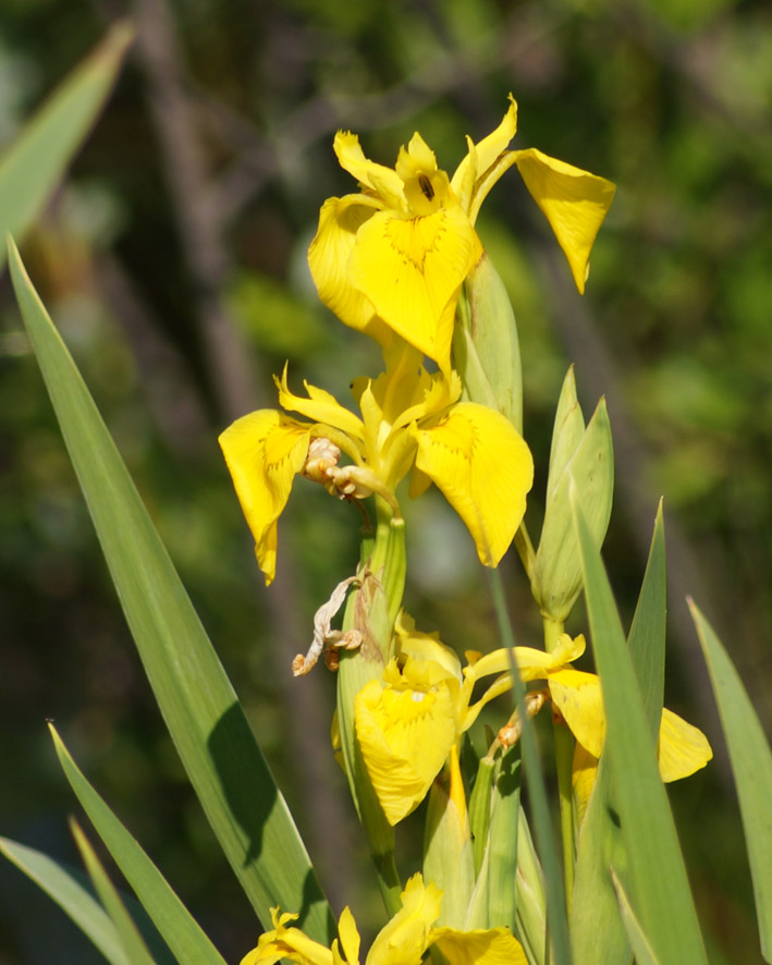 Изображение особи Iris pseudacorus.