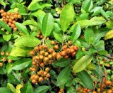 genus Pyracantha. Верхушки веточек с соплодиями. ФРГ, Берлин, озеленение. Июль 2015 г.