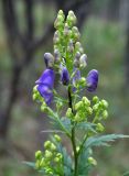 genus Aconitum. Верхушка побега с соцветием. Приморье, Сихотэ-Алинский заповедник, бухта Удобная, опушка дубово-березового леса. 24.08.2015.