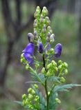 род Aconitum. Верхушка побега с соцветием. Приморье, Сихотэ-Алинский заповедник, бухта Удобная, опушка дубово-березового леса. 24.08.2015.