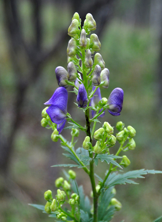 Изображение особи род Aconitum.