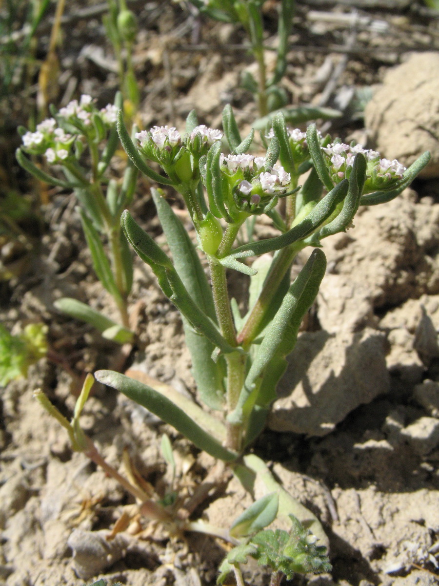 Image of Valerianella szovitsiana specimen.