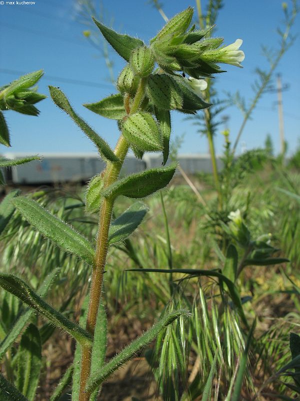 Изображение особи Nonea lutea.