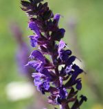 Salvia nemorosa