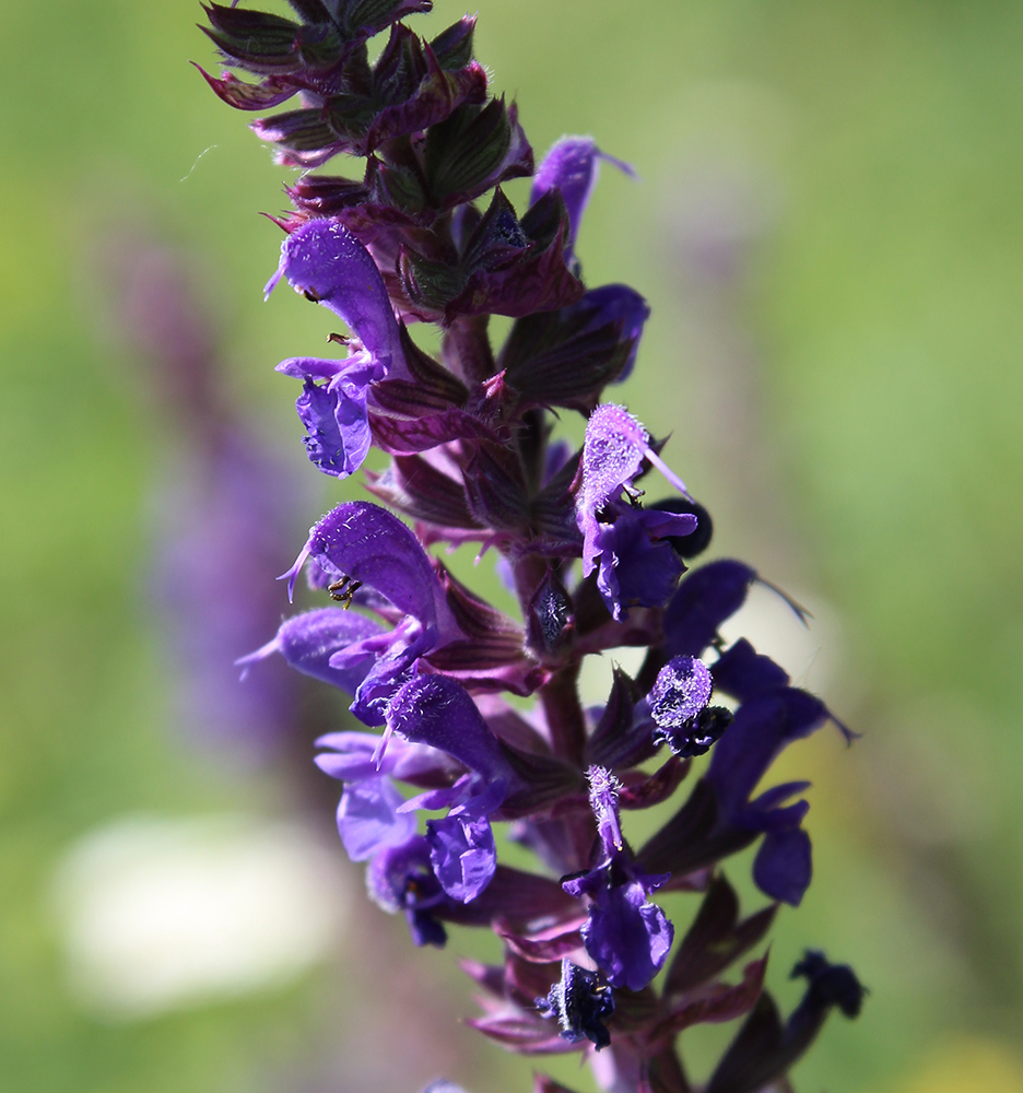 Image of Salvia nemorosa specimen.