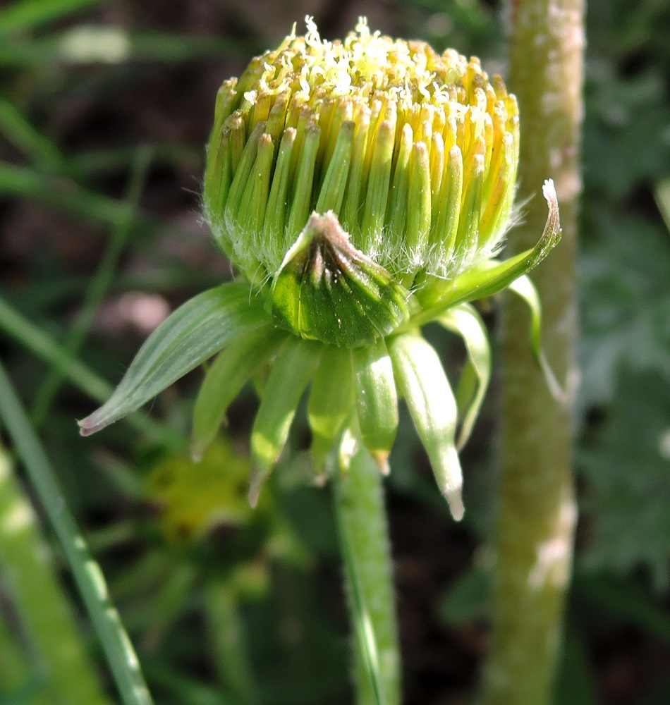 Image of Taraxacum officinale specimen.