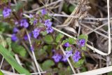 Glechoma hederacea