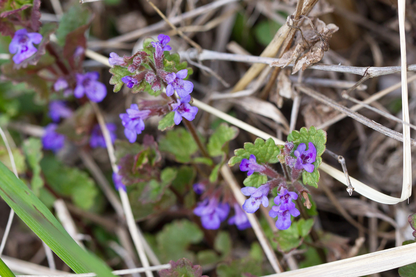 Изображение особи Glechoma hederacea.