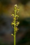 Listera cordata. Соцветие. Финляндия, Хельсинки, Каллахденниеми, ельник черничный. 22 мая 2016 г.