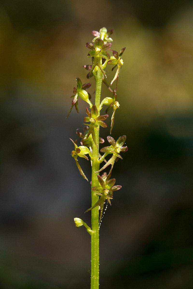 Изображение особи Listera cordata.