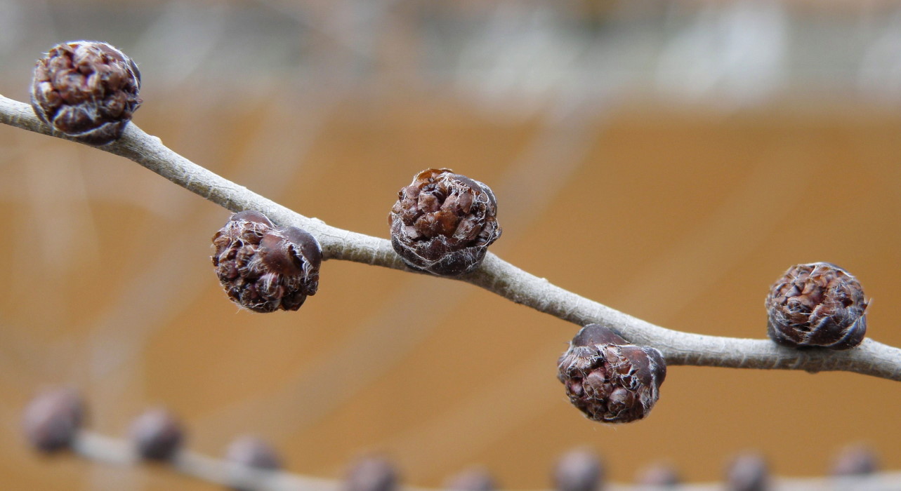 Image of Ulmus pumila specimen.