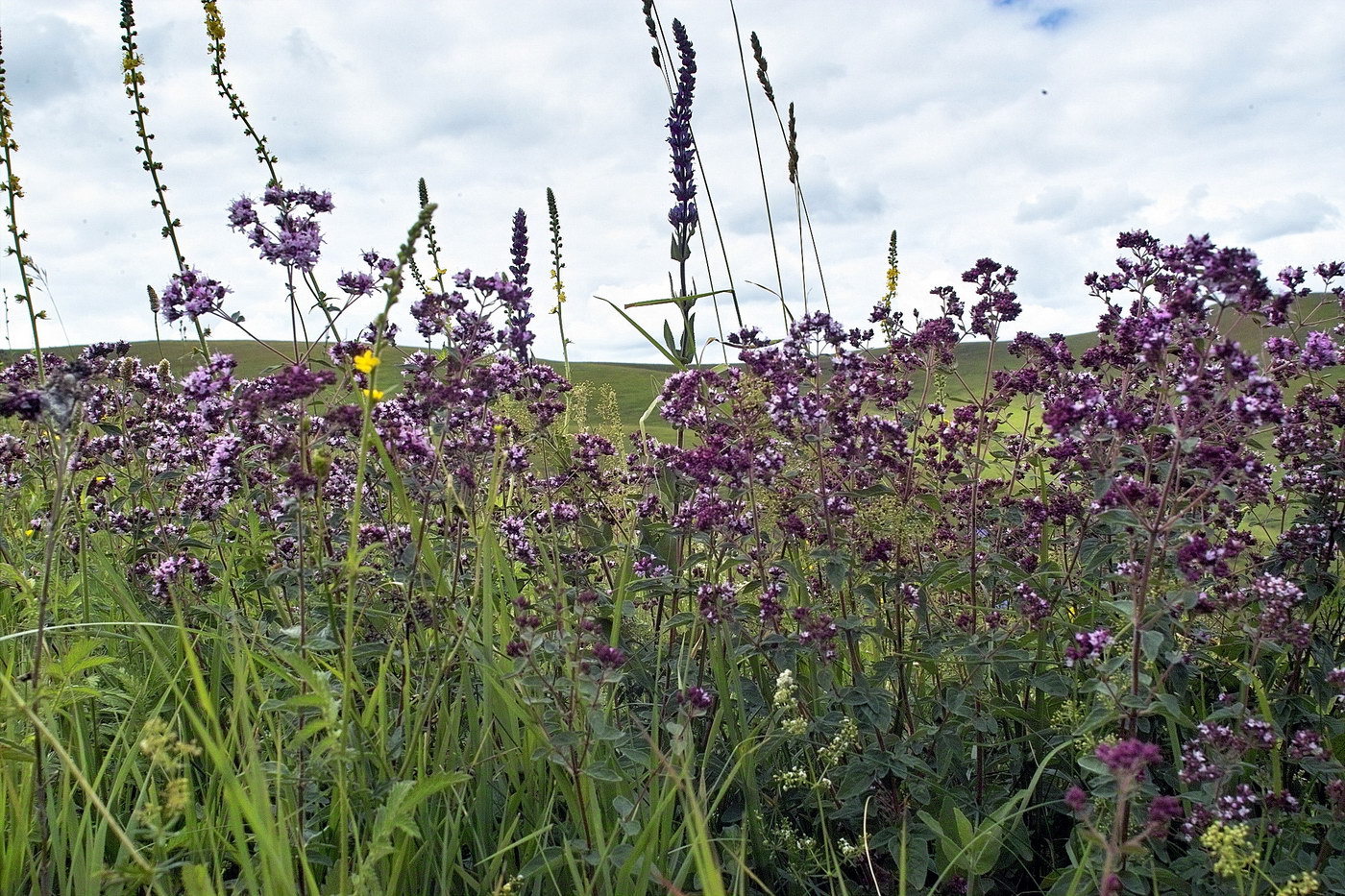 Изображение особи Origanum vulgare.