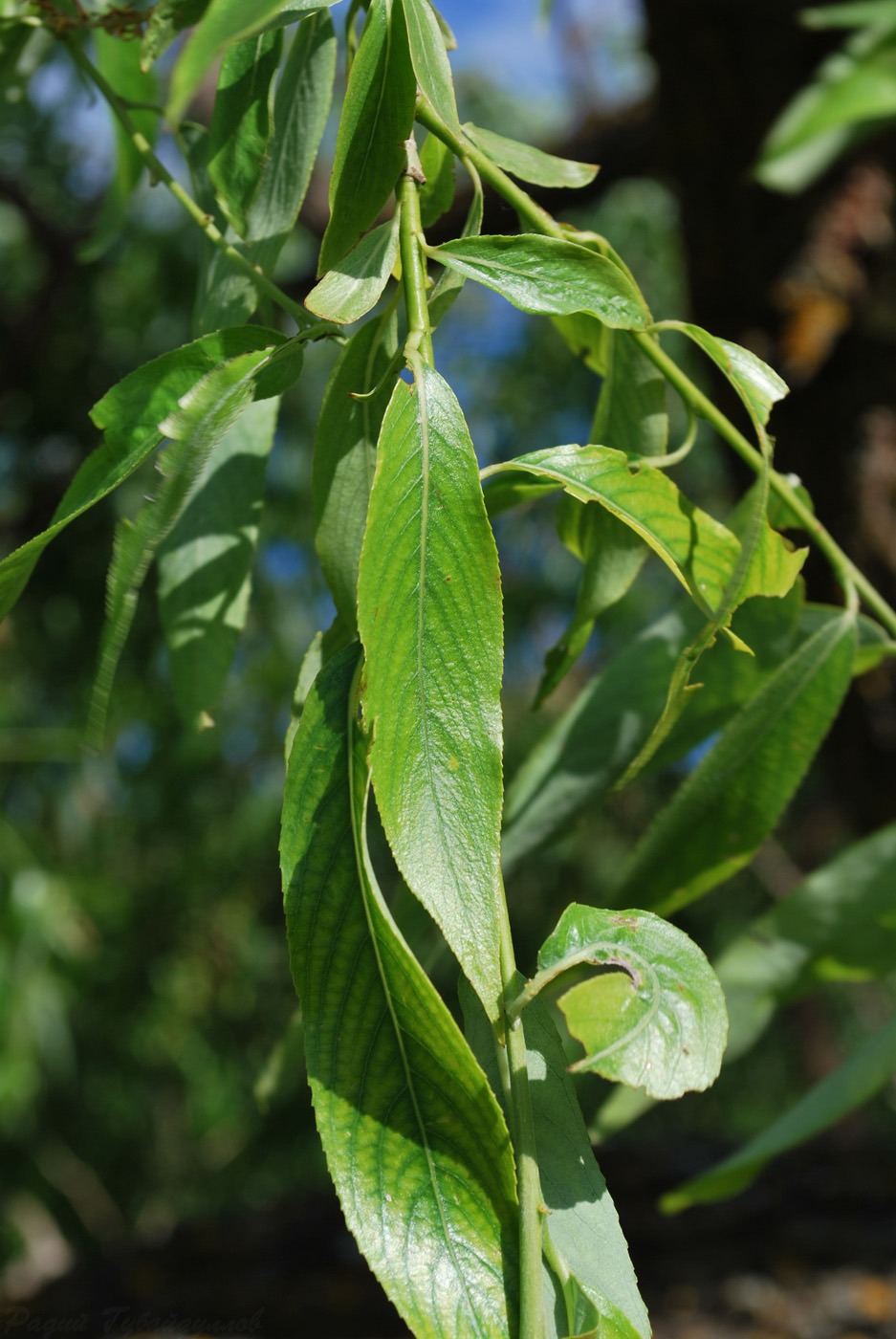Изображение особи Salix × fragilis.