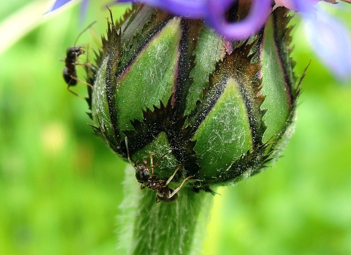 Image of Centaurea montana specimen.