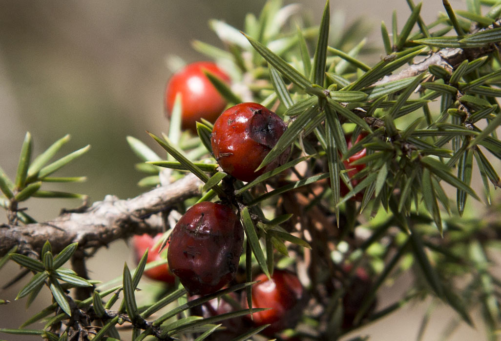 Image of Juniperus deltoides specimen.