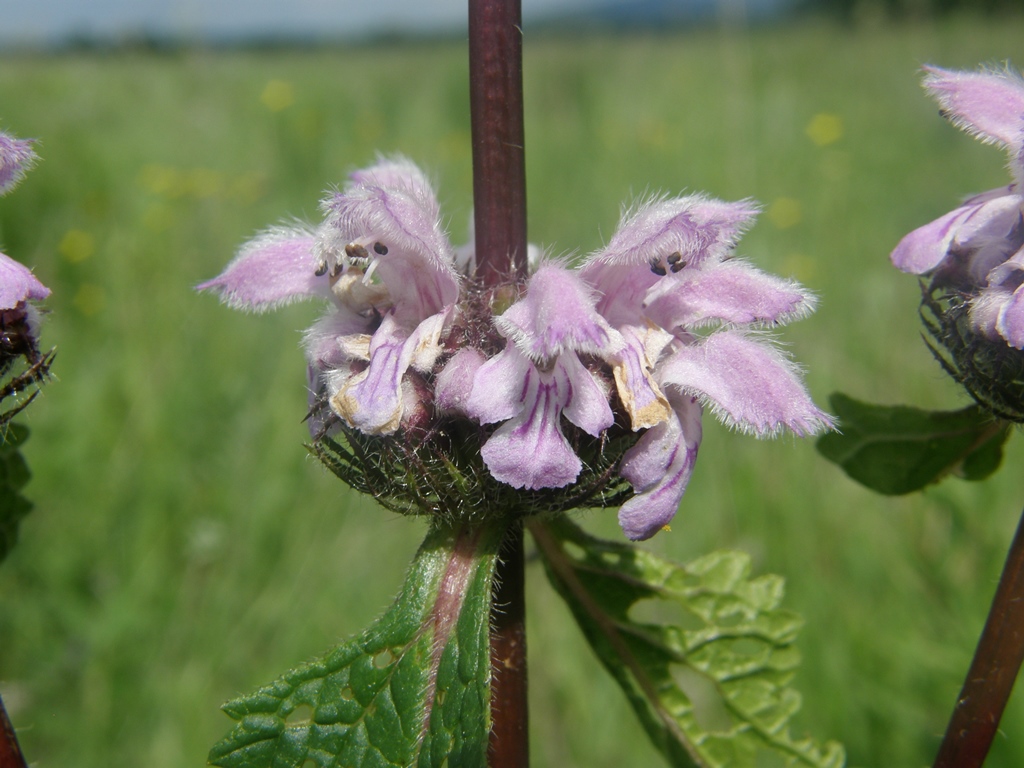 Image of Phlomoides tuberosa specimen.