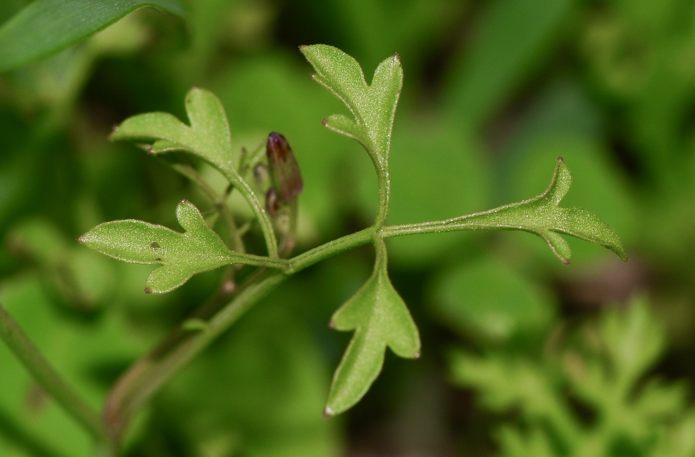 Image of Ricotia lunaria specimen.