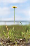 Anthemis tinctoria