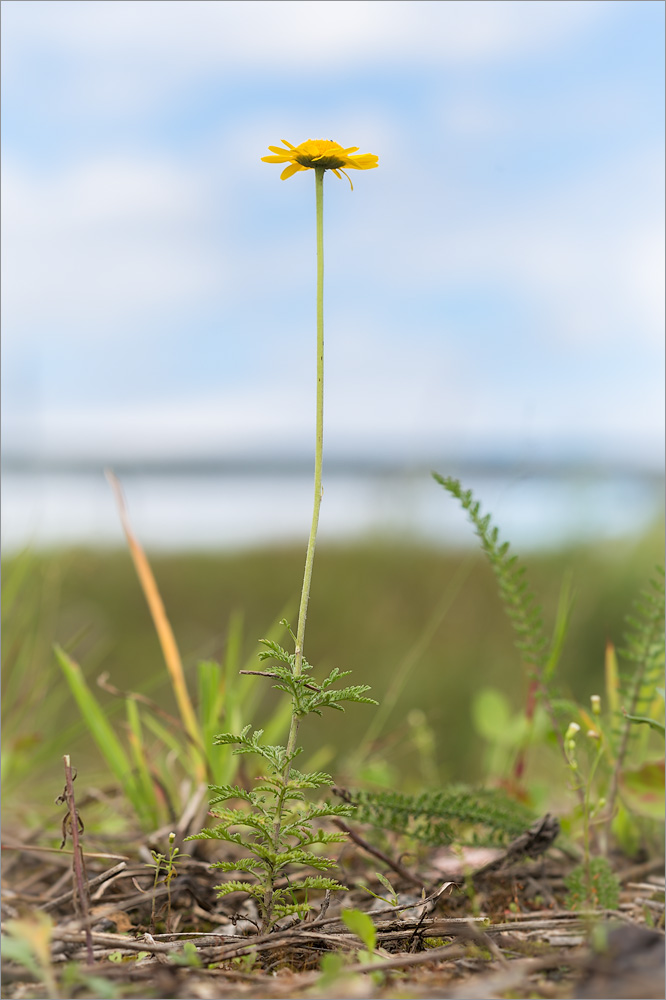 Изображение особи Anthemis tinctoria.